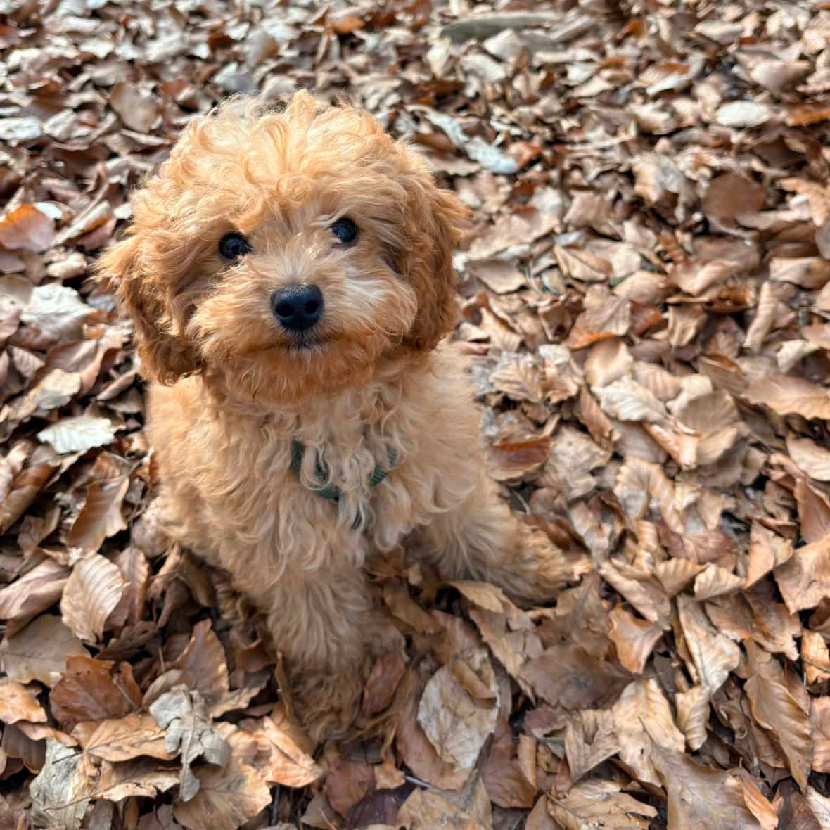 hond-van-marcos-kennel-en-pension-1 de leukste doodle pups, marco’s kennel, puppies, puppy’s, doodle, boomer, maltipoo, labradoodle, fokker, ras, papieren, kwaliteit, kennel, hondenfokker, professioneel, uden, elsendorp, mariaheide, brabant