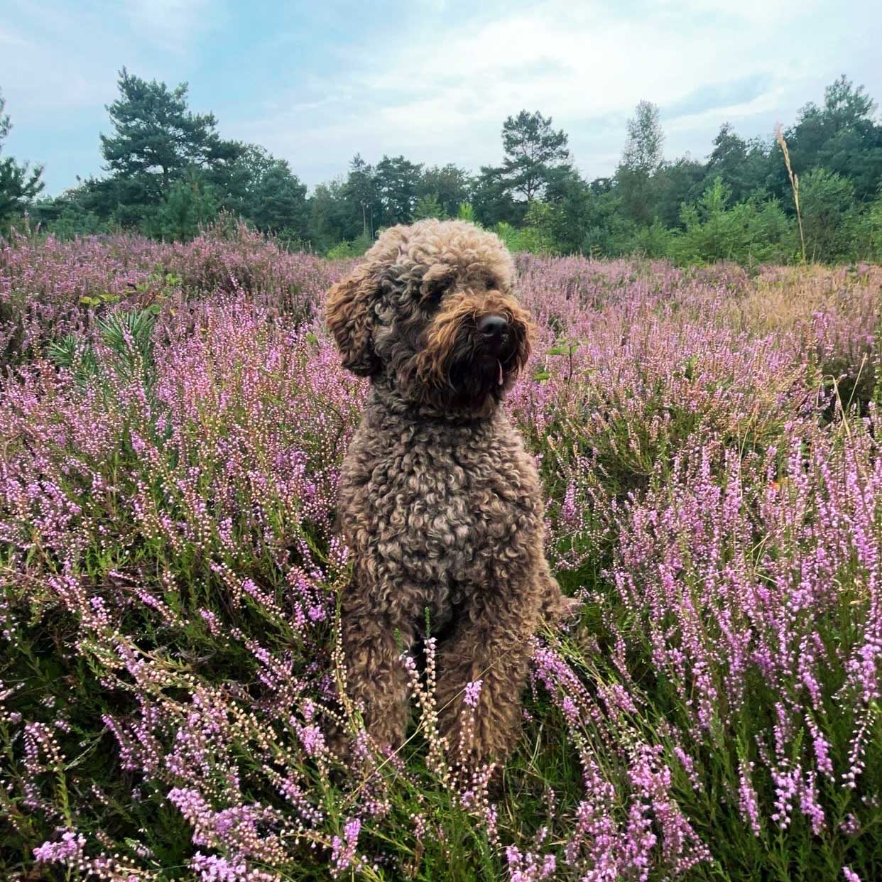 hond-van-marcos-kennel-en-pension-2 de leukste doodle pups, marco’s kennel, puppies, puppy’s, doodle, boomer, maltipoo, labradoodle, fokker, ras, papieren, kwaliteit, kennel, hondenfokker, professioneel, uden, elsendorp, mariaheide, brabant