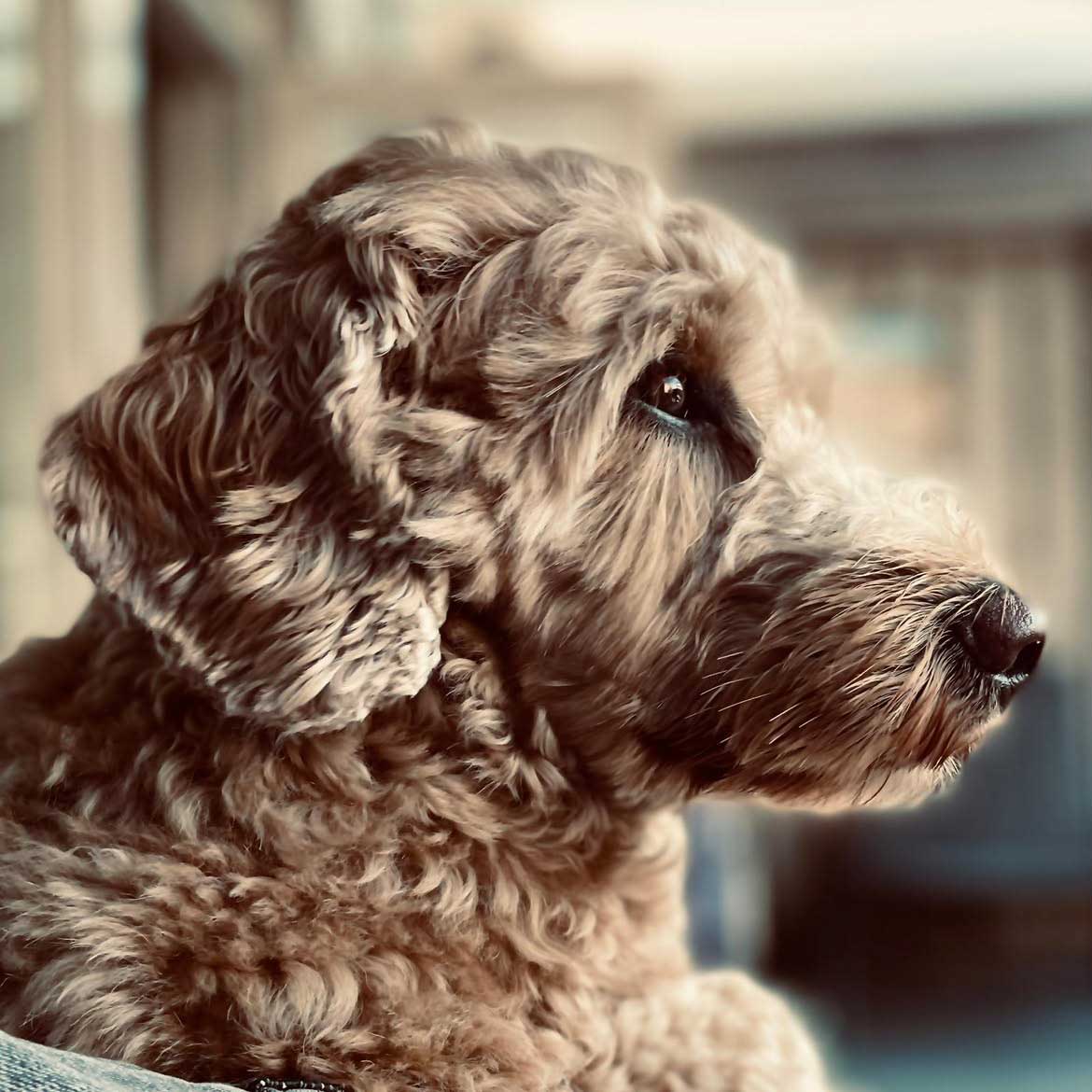 hond-van-marcos-kennel-en-pension-7 de leukste doodle pups, marco’s kennel, puppies, puppy’s, doodle, boomer, maltipoo, labradoodle, fokker, ras, papieren, kwaliteit, kennel, hondenfokker, professioneel, uden, elsendorp, mariaheide, brabant