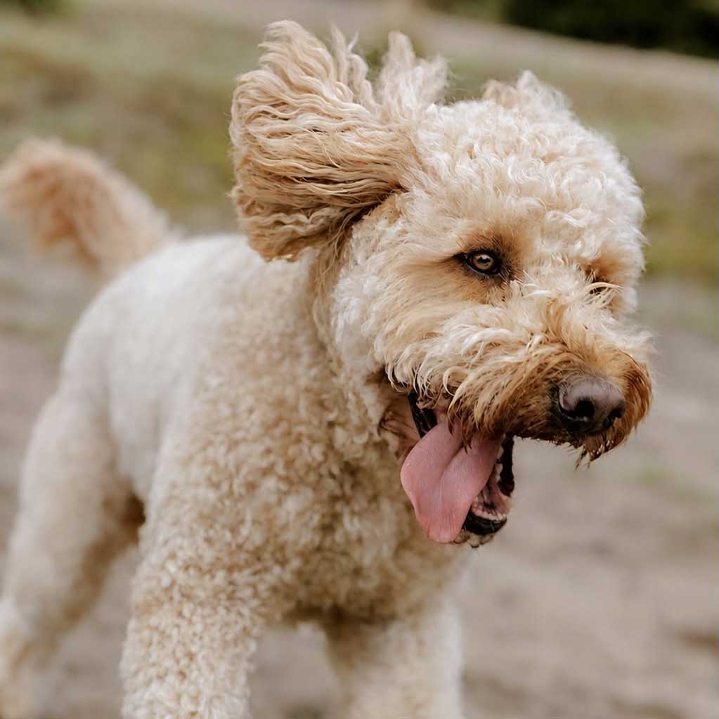hond-van-marcos-kennel-en-pension-9 de leukste doodle pups, marco’s kennel, puppies, puppy’s, doodle, boomer, maltipoo, labradoodle, fokker, ras, papieren, kwaliteit, kennel, hondenfokker, professioneel, uden, elsendorp, mariaheide, brabant