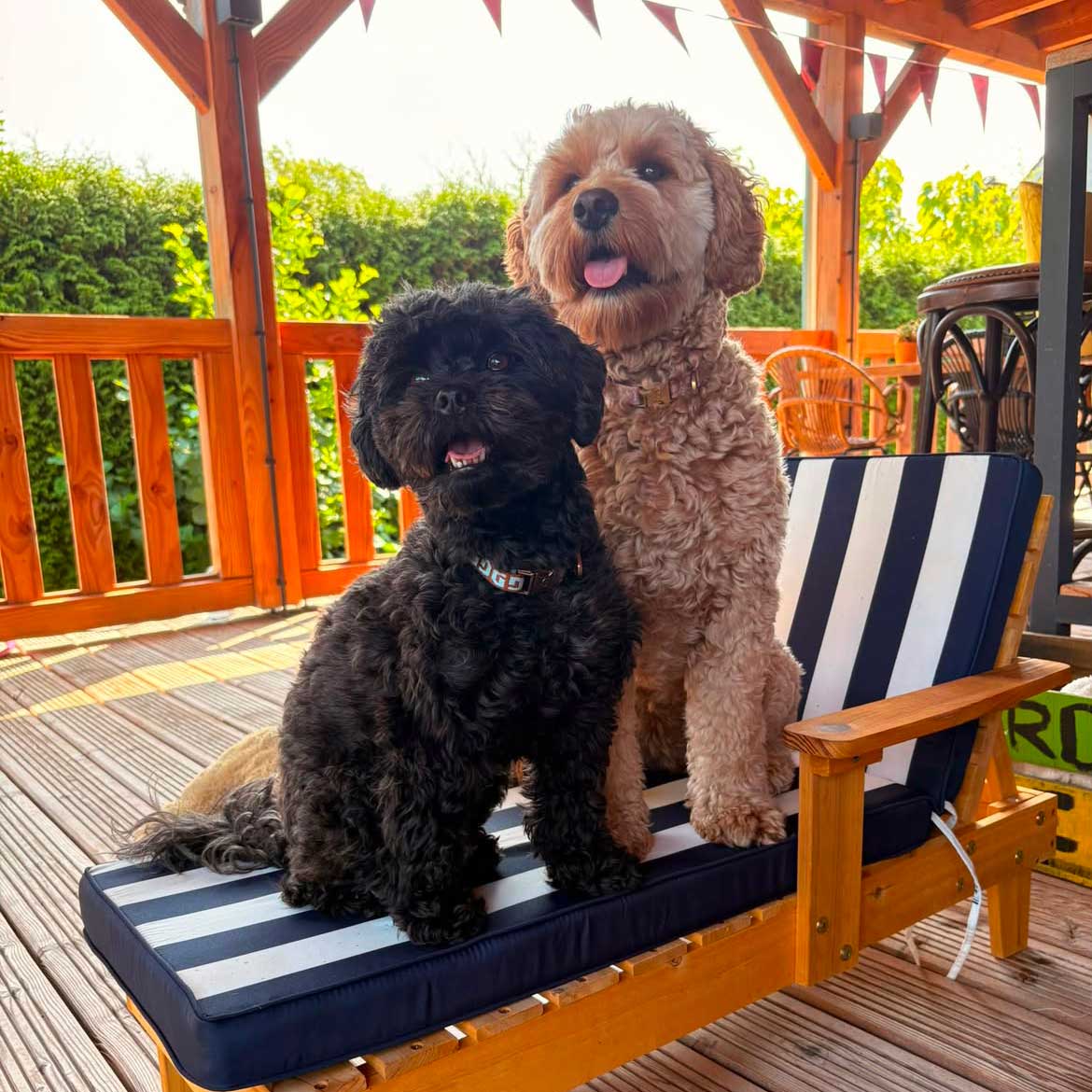 honden-van-marcos-kennel-en-pension-3 de leukste doodle pups, marco’s kennel, puppies, puppy’s, doodle, boomer, maltipoo, labradoodle, fokker, ras, papieren, kwaliteit, kennel, hondenfokker, professioneel, uden, elsendorp, mariaheide, brabant